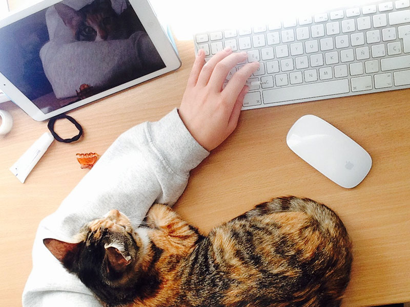 A person online dating with a cat in front of their computer.